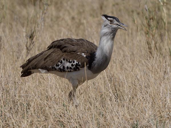 <h3><a href="/trips/tanzania/biota/animalia/chordata/aves/019 otidiformes/001 otididae/ardeotis kori/ardeotis kori-nl.html">Ardeotis&nbsp;kori</a> / Kori&nbsp;bustard / Koritrap</h3>OM-1 Mark II met OLYMPUS M.150-400mm F4.5 TC, 1/2000 sec  bij F5.6, ISO 200, afstand 23.8&nbsp;m